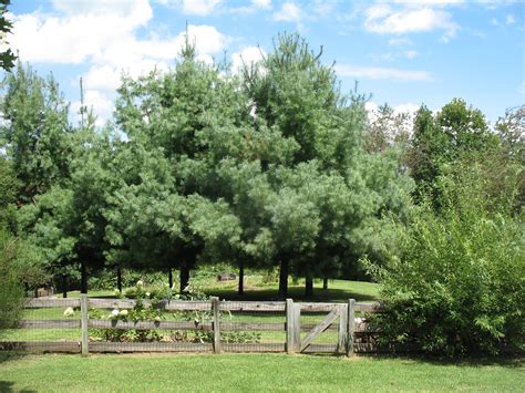 Food Plot And Fruit Trees