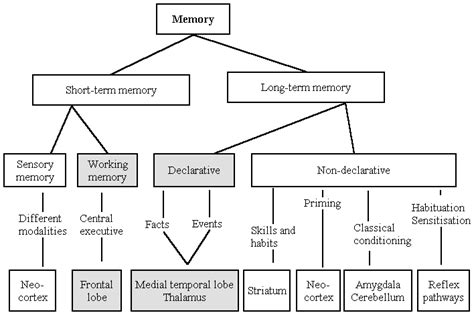 Human Brain Memory System