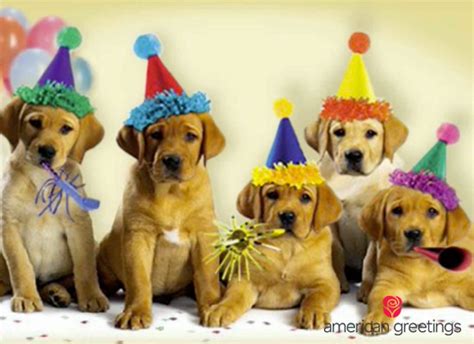 To ring in your pup's next birthday, gift him a bag of bocce's birthday cake dog treats. Amazon.com: Amazon eGift Card - Happy Birthday Dogs ...
