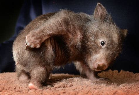 Most Adorable Baby Animal Photographs Of 2013 Barnorama