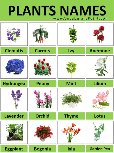 All Plant Names With Pictures Plant Names A To Z Vocabulary Point