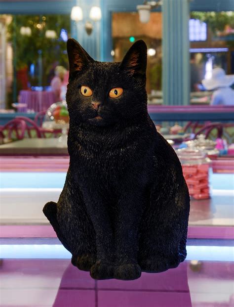 Black cats only no tuxedos, please. Black Cat Ornament