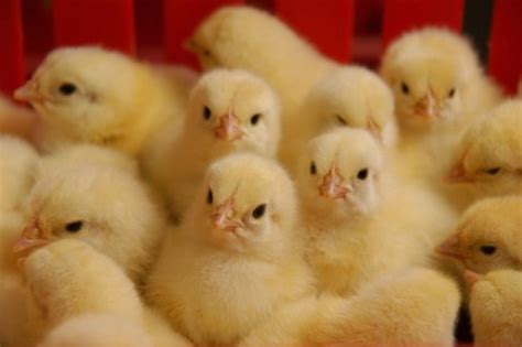 day old broiler layer chicks fertile hatching eggs buy day old broiler layer chicks