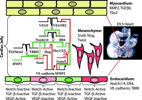 Notch Signaling In Cardiac Development