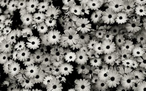 Hd Wallpaper Monochrome Flowers Black White Nature And Landscapes