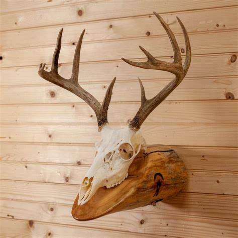 Premier 4x5 9 Point Whitetail Buck Deer Skull And Antlers European Log M