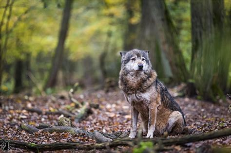 The Wolf In Forest Wallpaper Animals Wallpaper Better