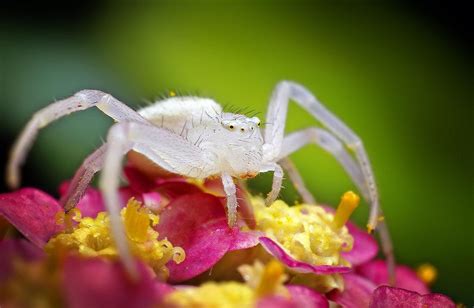 Types Of White Spiders Naturallist