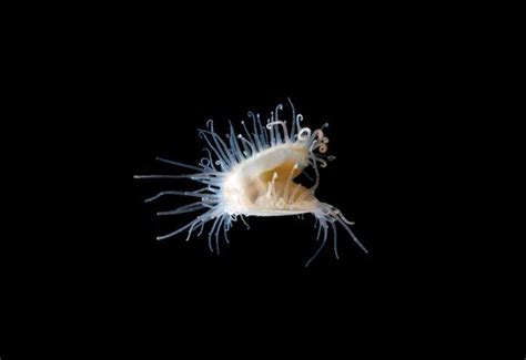 Little Weirdo Weird Sea Creatures Marine Life Deep Sea