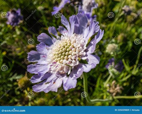 Scabiosa Caucasica Perfecta Flowers Are Lavender To Blue With An