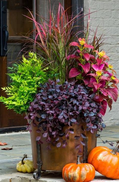 Purple Pixie Loropetalum ~ Container Garden For Fall