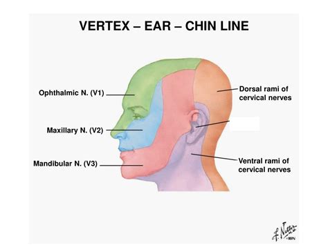 Vertex Anatomy Anatomical Charts And Posters