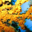 Margherita di mare - Biologia marina del Mediterraneo
