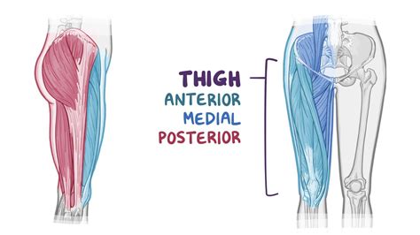 Anatomy Of The Anterior And Medial Thigh Osmosis