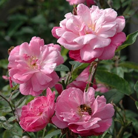 Old Blush Rose Zartrosa 18 M X 12 M 1789 Rosa Old Blush