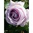 Eleanor Rose BUSH  Trevor White Roses Buy Quality Mail Order