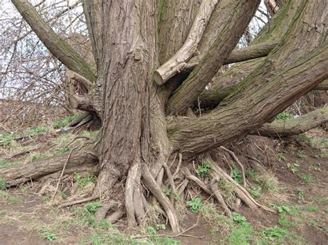 Filewillow Tree Roots Near The Weir On The River Calder