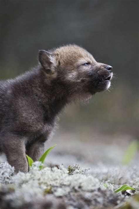 Wolf Puppy Wolf Dog Wolf Puppy Animals