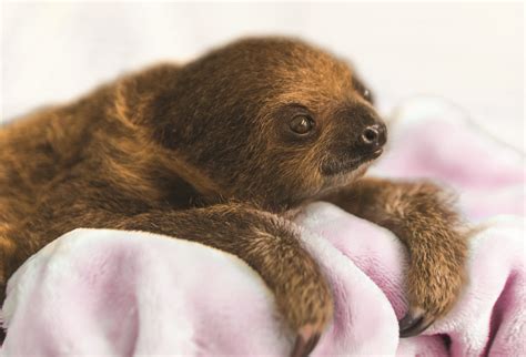 This Baby Sloth Is What You Need In Your Life Right Now Irish Examiner