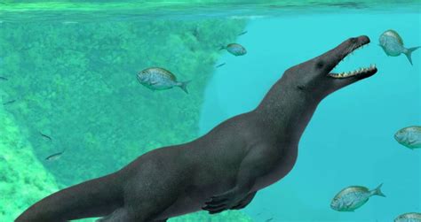 Scientists Discover Remains Of Ancient Four Legged Whale In Peru
