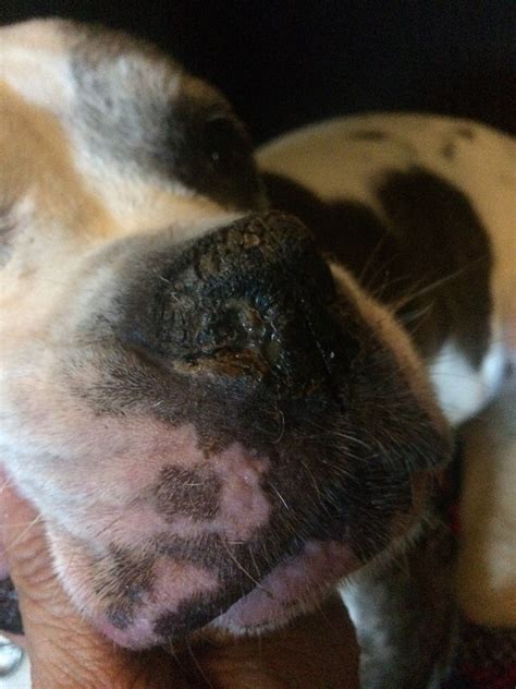 My Dogs Nose Looks Like One Of The Nostrils Is Closed And It Looks Like