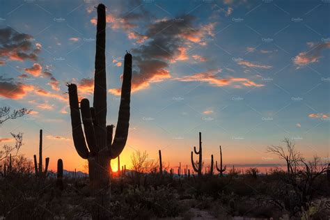 Saguaro Cactus At Sunset In Desert High Quality Nature Stock Photos