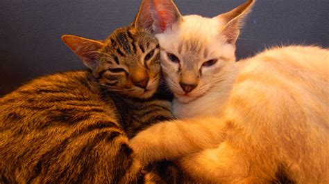 cats cuddling and kissing 31 youtube