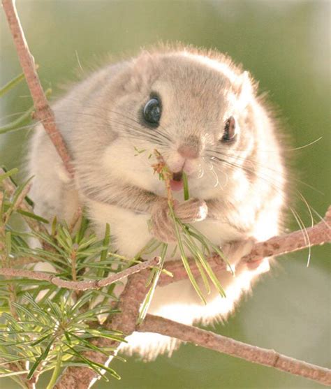 15 Facts And Photos Adorable Japanese Siberian Flying Squirrels
