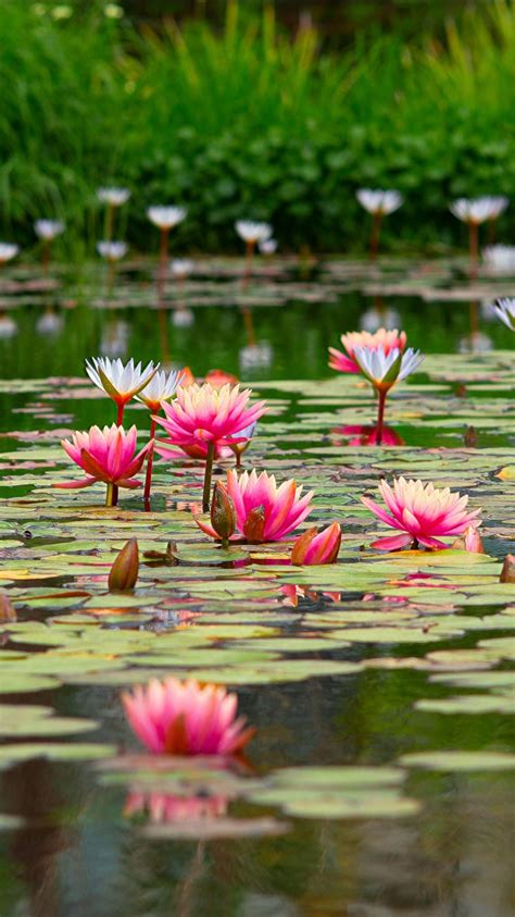 Pond With Beautiful Pink Lotus Flowers 4k 5k Hd Flowers Wallpapers Hd