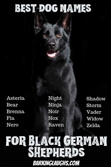The Best Dog Names For German Shepherds Best Dog Names Dog Names