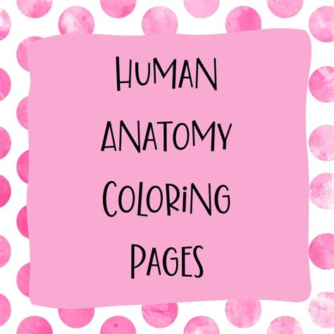 Human Anatomy Coloring Pages Printable Pdf Coloring Book For Etsy Canada