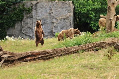European Brown Bears July 2020 Zoochat