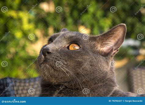 Gray Chartreux Cat Stock Image Image Of Feline Yellow 79296427