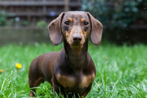 Miniature Dachshund Facts Traits And History Dogster