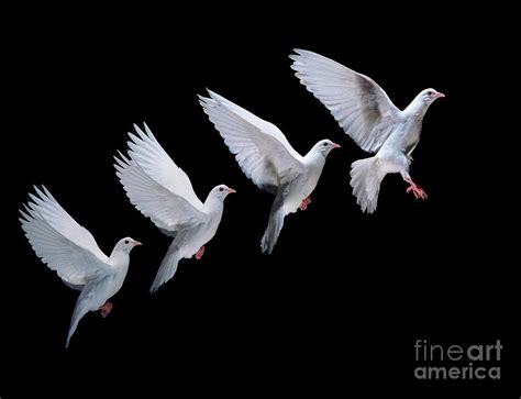 White Dove In Flight Multiple Exposure 4 On Black Photograph By Warren