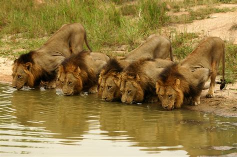 10 Things You Didn't Know About Lions - Madikwe Hills