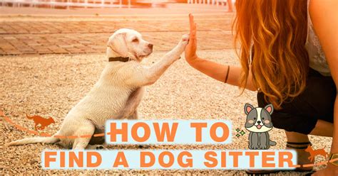 How To Find A Dog Sitter Bestadviser