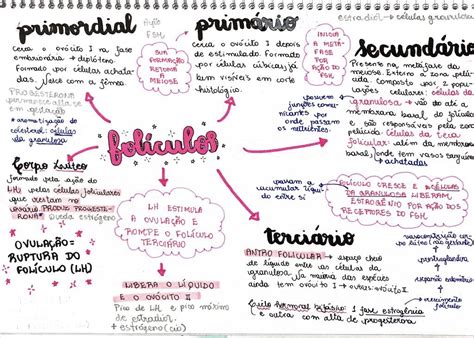 mapa mental foliculogênese Histologia e Embriologia Veterinária