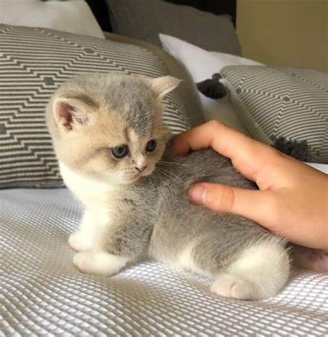 British Shorthair Kitten For Sale Near Me Anna Blog