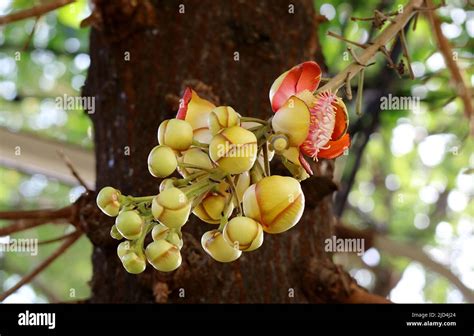 Closeup A Bunch Of Amazing Shorea Robusta Or Sal Flower Buds Growing On
