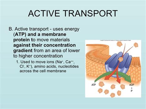 Mechanisms Of Transport Across The Cell Membrane Vrogue