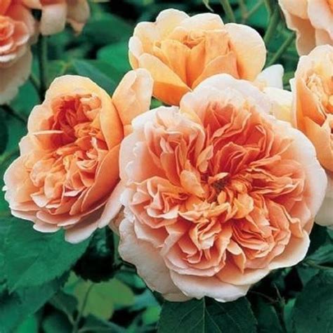 25rare Seeds Pretty In Pink Climbing Rose Seeds Perennial Etsy