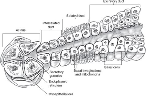 Neck Diagram Salivary Glands