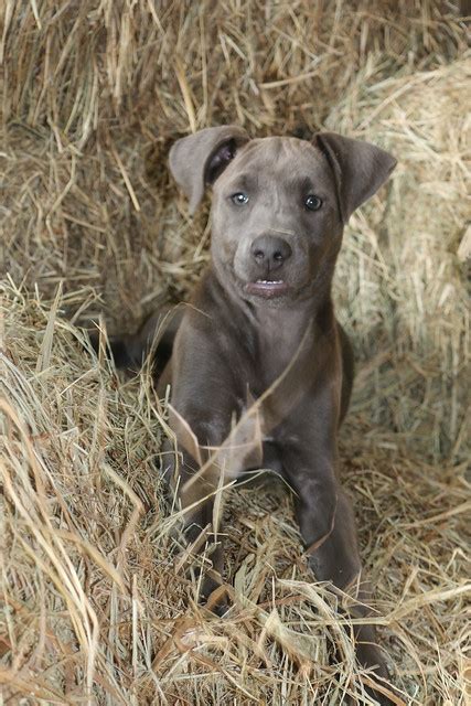 We also produce variations of blue frenchie puppies, chocolate french bulldogs, fawn, lilac puppies that come with brindle and/or pied markings. Flickr: Discussing Texas Blue lacy mix puppies!!!! in Blue ...