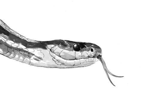 Garter Snakes A Primer On Surprise Guests New York Almanack