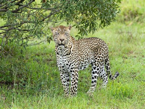 Leoparden Im Wwf Artenlexikon Zahlen And Fakten