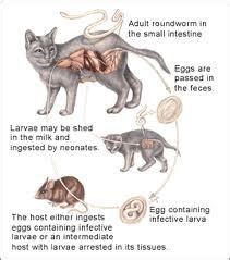 Symptoms if your cat is infected with coccidia, the symptoms can vary. Roundworms in Cats - Signs, Symptoms and Prevention ...