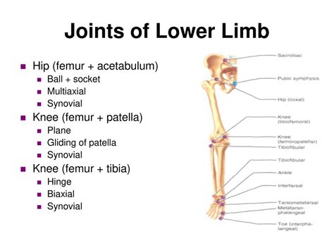 Joints Of Lower Limb Hip Joint Knee Joint Tibio Fibular Joints Structure And Movements