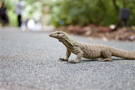 Monitor Lizard In Singapore Botanic Gardens Reptiles