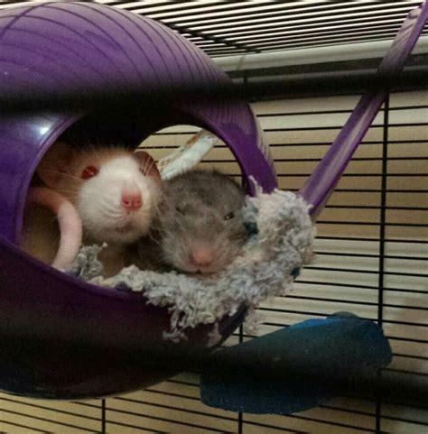 Sleepy Rats ~~ Cute Fancy Pet Rats Dumbo Rats Cute Rats Pet Rats